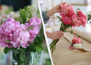 Букет півоній простоїть свіжим 2 тижні: що потрібно додати у воду