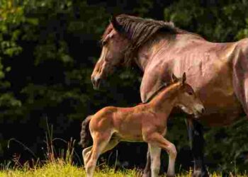 Як визначити вагітність у кобили: головні ознаки, на які варто звернути увагу