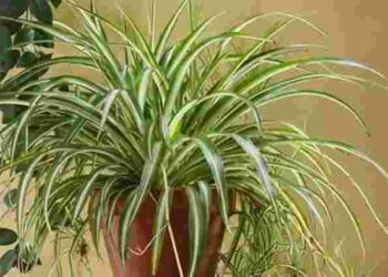 Кімнатні квіти для найбільш зайнятих: топ-5 рослин, що довго витримують посуху