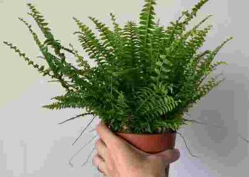 Позбудьтеся їх негайно: ці 10 кімнатних рослин провокують алергію