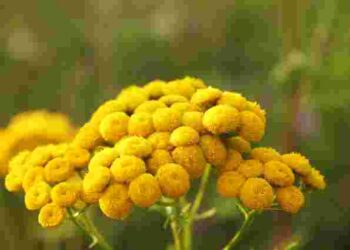 Квіти-охоронці: що посадити біля грядок, щоб забути про шкідників