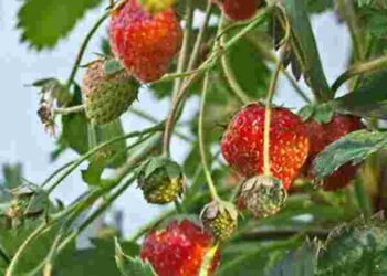 В’юнка полуниця стане окрасою балкону: як вирощувати, доглядати і мати щедрий урожай