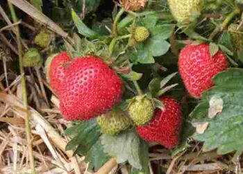 Полуниця буде велика, солодка і неушкоджена: усе про мульчування кущів у червні
