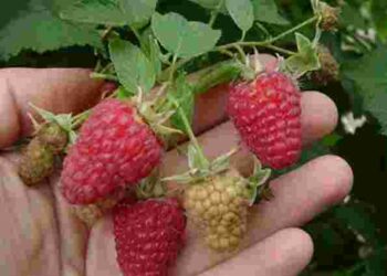 Компактна та солодка: сорти малини з відмінною врожайністю, які варто посадити