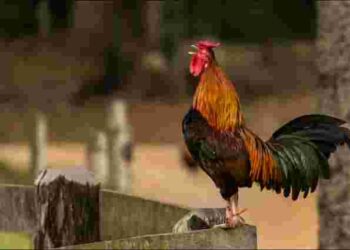 Чи потрібен взагалі півень у курнику та яка від нього користь: несподівані пояснення