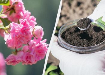 Це підживлення в червні люблять троянди: сильніше пахнуть і яскравіше цвітуть