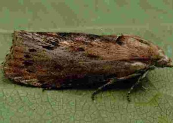 Ріпакова міль нищить поля: як вберегти урожай від шкідників