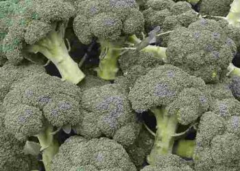 Капуста броколі: чим корисна і що з неї приготувати