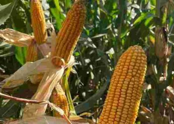 Отримаєте два врожаї з однієї грядки за літо: що треба садити і коли саме