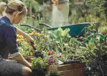 Що робити у садку у червні: обов’язкові дії з квітами, деревами та кущами