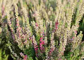 Прикраса не лише саду, а й балкону чи підвіконня: як правильно вирощувати верес