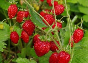 Ягідний сезон: скільки ягід можна з’їсти і що з них приготувати вдома