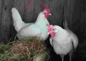 У пташнику стало занадто вогко: чим це загрожує птиці і як уникнути проблеми