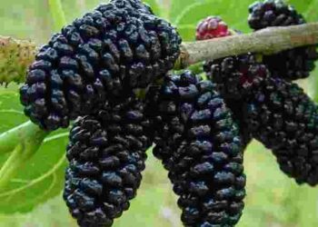 Ягоди шовковиці позитивно впливають на серце, мозок і зменшують ризик розвитку катаракти