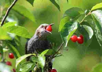 Як захистити вишні і черешні від птахів та не зіпсувати естетику саду: нестандартний метод