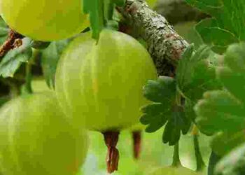 Як збільшити урожай аґрусу вдвічі: найкращі підживлення для куща влітку