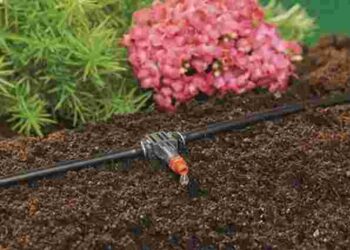 Нижній полив огірків гарантовано підвищить врожайність: як його організувати вдома