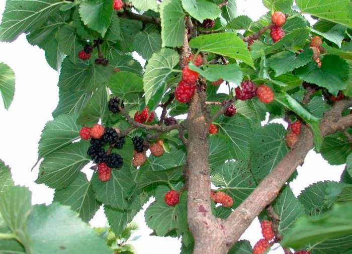 Ягоди шовковиці позитивно впливають на серце, мозок і зменшують ризик розвитку катаракти