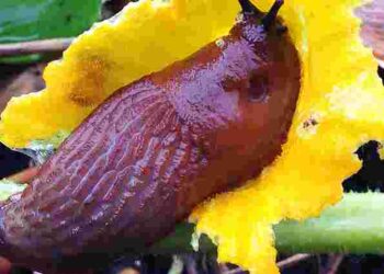 Налийте це в саду – і слимаки зникнуть: як ефективно позбутися шкідників