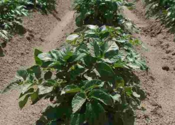 Зрізати чи залишати: що робити з високим бадиллям на картоплі