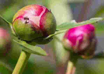 Чи потрібно обрізати бутони півоній після цвітіння: терміни обрізки і як це вплине на квіти