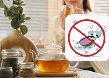 Як прогнати всіх комах з дому без “хімії”: один запах змусить їх утекти назавжди