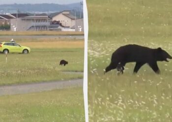 Контратака природи: в Японії ведмеді перекрили шосе і заблокували аеропорт (відео)