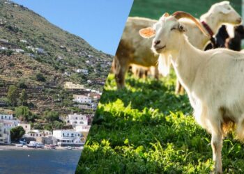 Серйозна загроза: чому маленький острів в Італії став “небезпечним” та до чого тут кози
