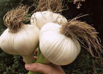 В холодильник или нет: куда положить молодой чеснок, чтобы хранился долго