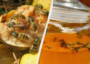 Жодна бджола не залетить у будинок з цією рослиною: бояться запаху як вогню