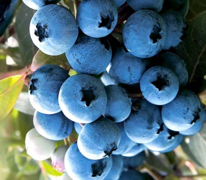 Як оздоровити організм з допомогою чорниці і лохини?