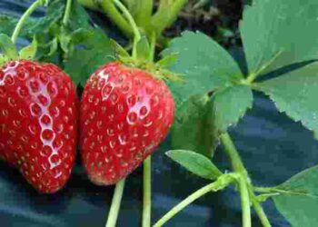 Що можна і не можна садити після полуниці: правила сівозміни