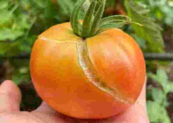 Що робити, щоб не тріскались помідори: прості поради для кращого урожаю