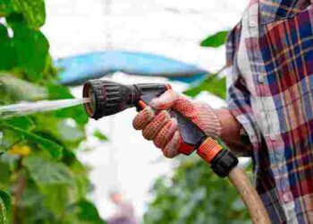 Цього часу доби уникайте: коли огірки не можна поливати в жодному разі