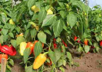 Як вирощувати перець у сильну спеку: правильний полив для рекордного врожаю
