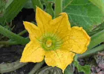 Зав’язь на огірках почала засихати і опадати: 4 кроки, щоб врятувати урожай