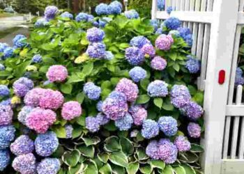 Змінити колір гортензії дуже легко: ефективні поради для яскравого результату