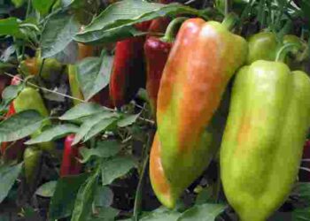 Чому перець ніяк не червоніє: нюанси в догляді, про які ви могли забути