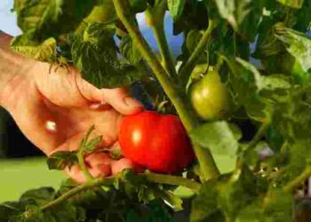 Урожай помідорів вас здивує: дешеві, але ефективні засоби літнього підживлення