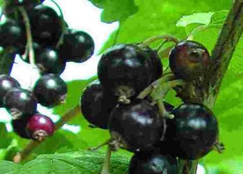 Не забудьте про смородину після збору ягід: чим її треба обовʼязково підживити в липні