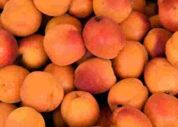 Солодкі та соковиті: як обрати найкращі стиглі абрикоси на ринку