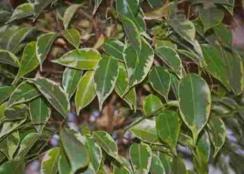 Ці кімнатні квіти можуть принести нещастя в особисте життя і самотність: будьте обережні