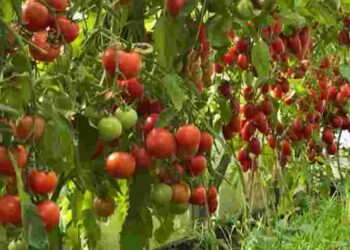 Обов’язково підв’яжіть помідори, щоб не втратити врожай: 4 способи, як це зробити