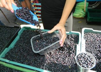 Як оздоровити організм з допомогою чорниці і лохини?