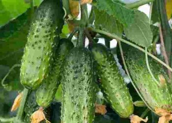 Це добриво сприяє різкому росту огірків: найкраще кислотне підживлення