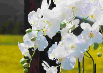 Як відновити орхідею без хімії: несподіваний спосіб із тіктоку