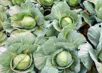Голівки капусти бутуть величезними, як кавуни: рецепт суперпідживлення