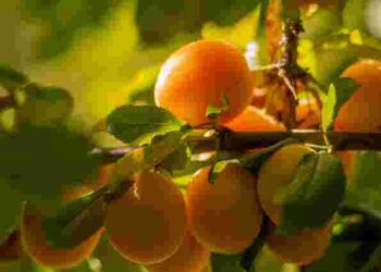 Абрикос раптово скидає зав’язі: як зберегти врожай у липневу спеку