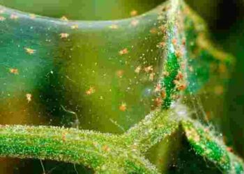 Невидимий шкідник: 7 способів позбутися павутинного кліща на овочах