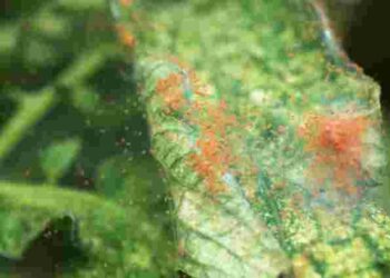 Павутинний кліщ атакує перець: як позбутись шкідників за один раз народними засобами